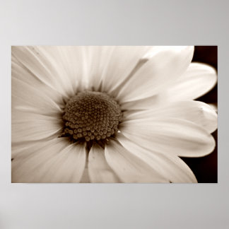 White Chrysanthemum sepia flower poster print