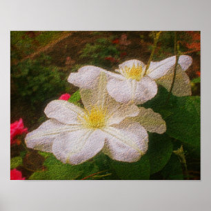 White Clematis Flower Pair Textured Floral Art Poster