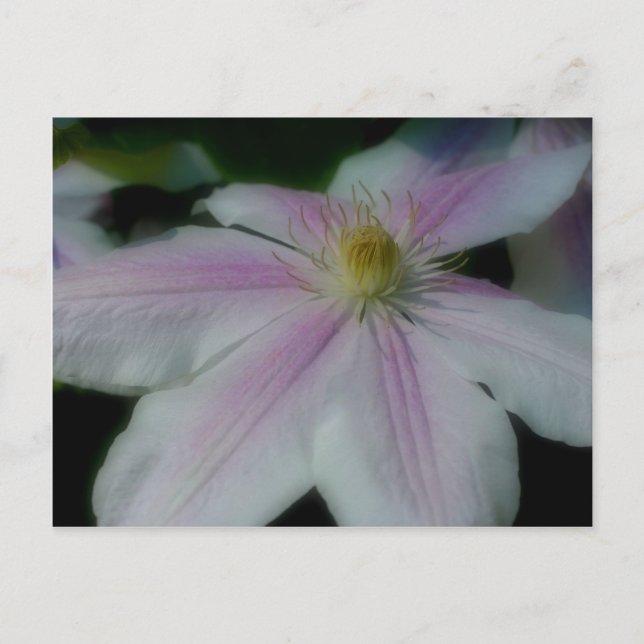 White Clematis Flower Petals Postcard (Front)