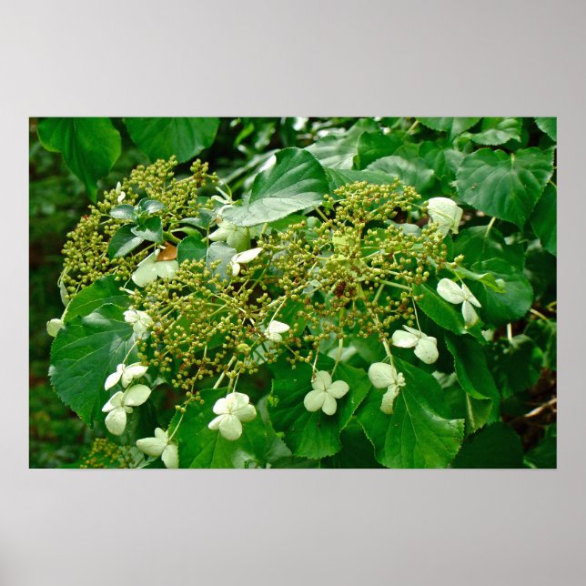 White Climbing Hydrangea - Poster (Front)