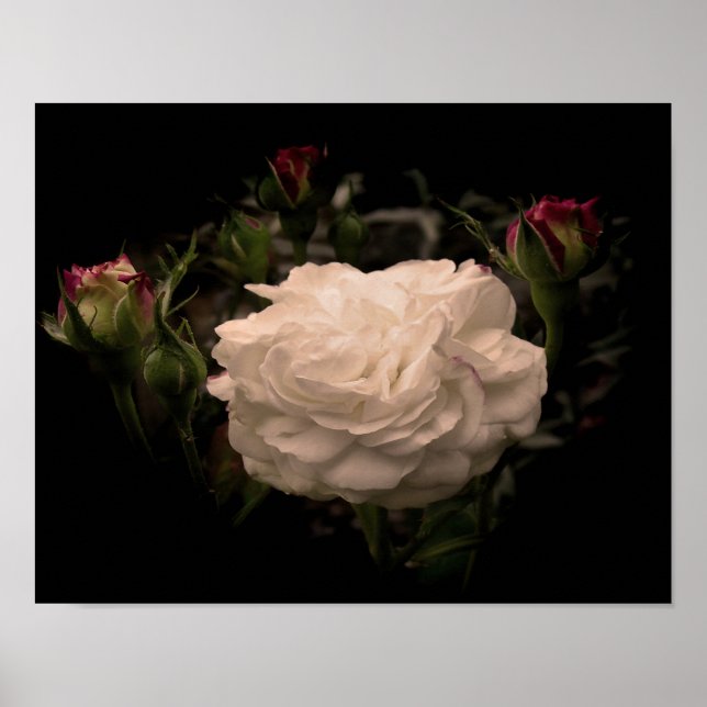 White Cloud Rose Poster (Front)