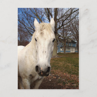 White Clydesdale Postcard