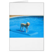 White Cockapoo Dog Swimming on a Raft (Front)