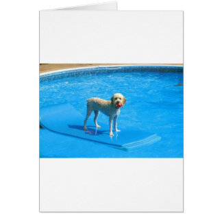 White Cockapoo Dog Swimming on a Raft Cards