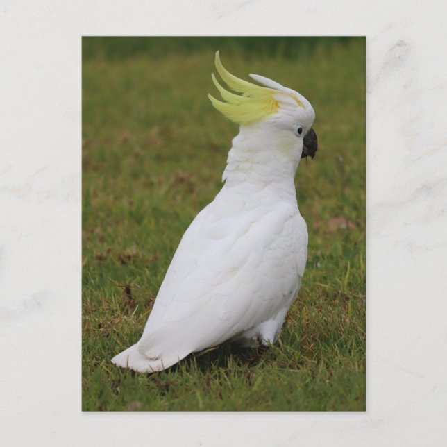 White Cockatoo Postcard (Front)
