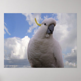 White Cockatoo Poster