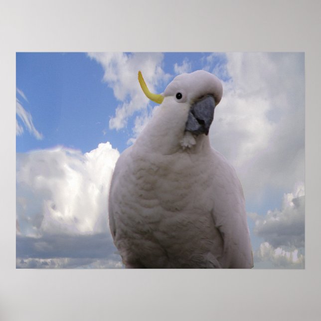 White Cockatoo Poster (Front)