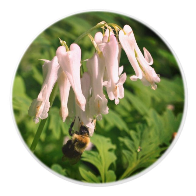White Columbine Flower And Bumble Bee  Ceramic Knob (Front)