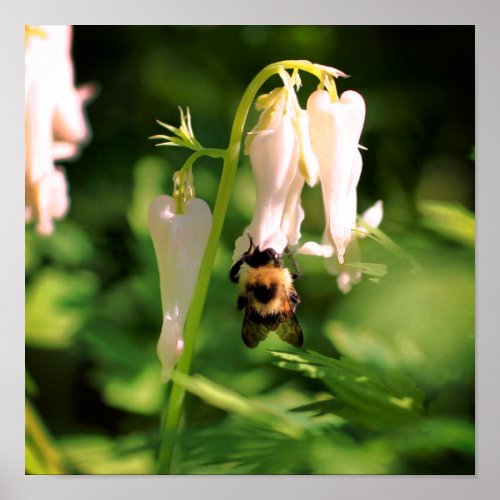 White Columbine Flower And Bumble Bee  Poster