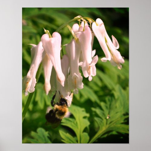 White Columbine Flower And Bumble Bee  Poster