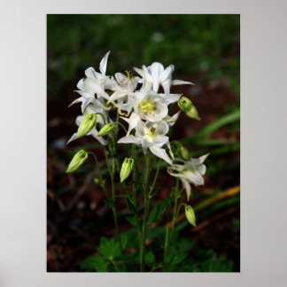 White Columbine with Bee Poster