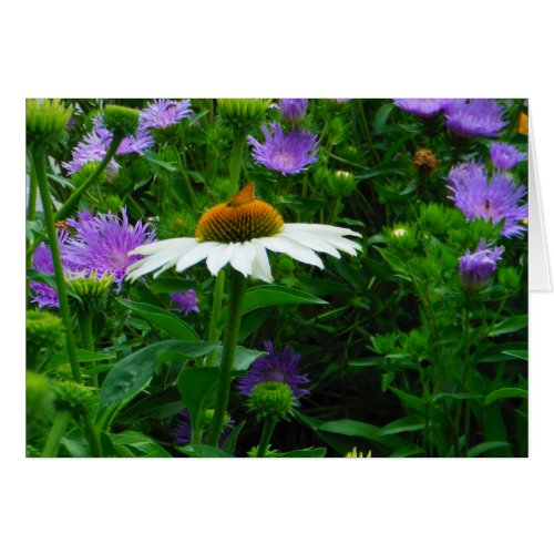 White Cone flower purple flowers and moth