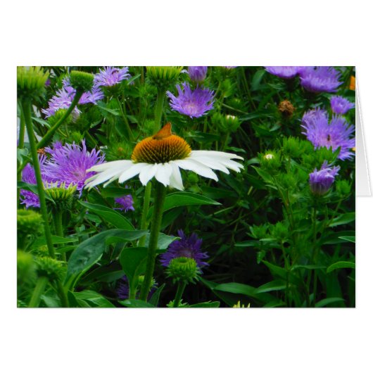 White Cone flower, purple flowers and moth (Front Horizontal)