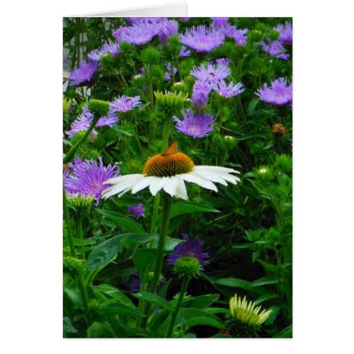 White Cone flower purple flowers and moth