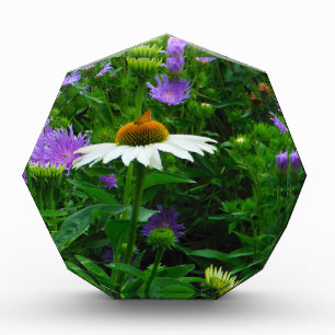 White Cone flower, purple flowers and moth Acrylic Award