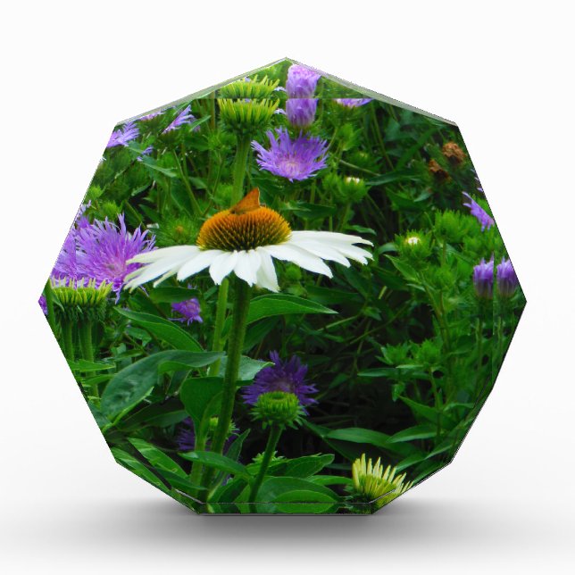White Cone flower, purple flowers and moth Acrylic Award (Front)