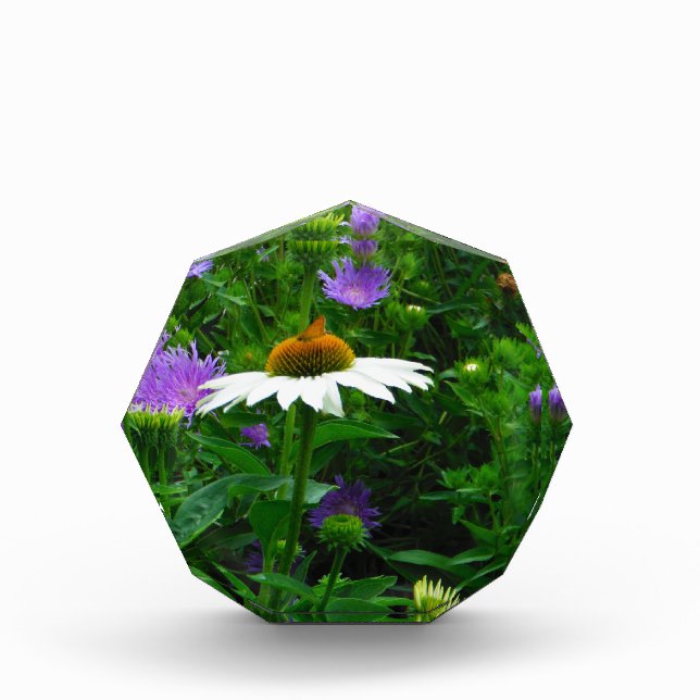 White Cone flower, purple flowers and moth Award (Front)