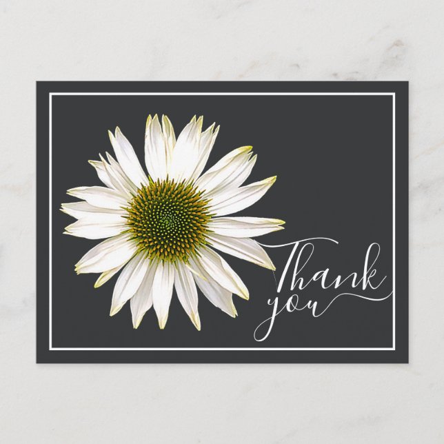 White Coneflower Charcoal Gray Backdrop Thank You Postcard (Front)