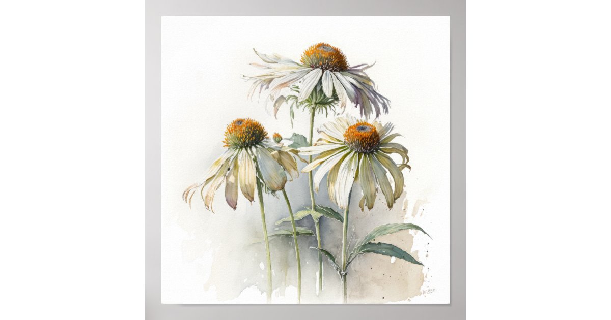 White Coneflowers Art Print Poster | Zazzle
