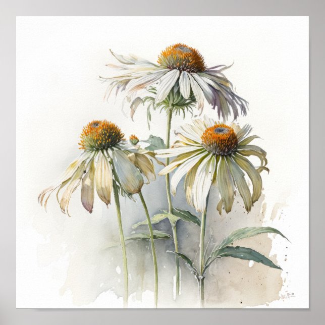White Coneflowers Art Print Poster (Front)