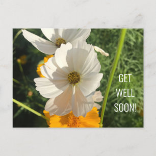 WHITE COSMO FLOWER GET WELL SOON POSTCARD