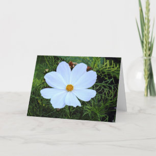 White Cosmos Card