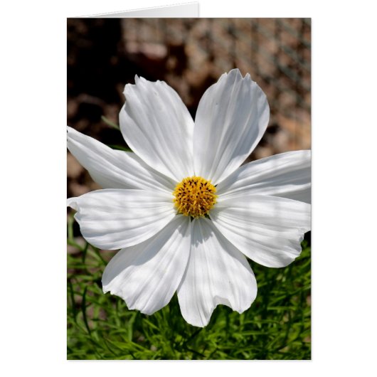 White Cosmos Cards (Front)