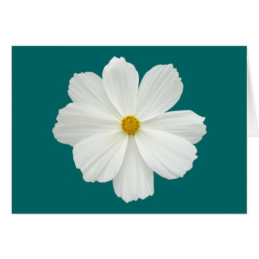 White Cosmos Flower Cards (Front Horizontal)