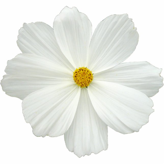 White Cosmos Flower Cutout (Front)