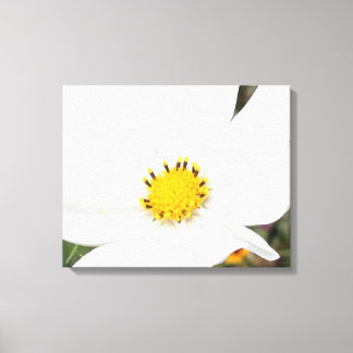 White Cosmos Flower Photo Floral Closeup Canvas Print