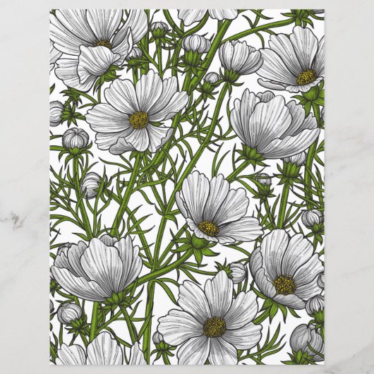 White cosmos flowers (Front)