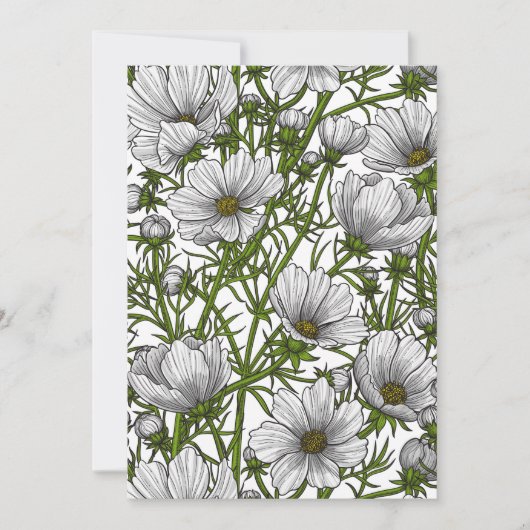 White cosmos flowers (Front)