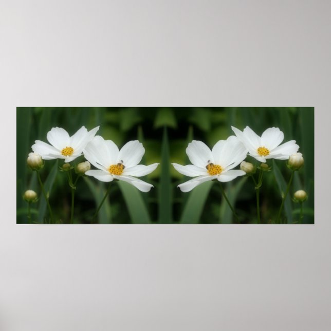 White Cosmos Flowers And Bee Mirror Abstract  Poster (Front)