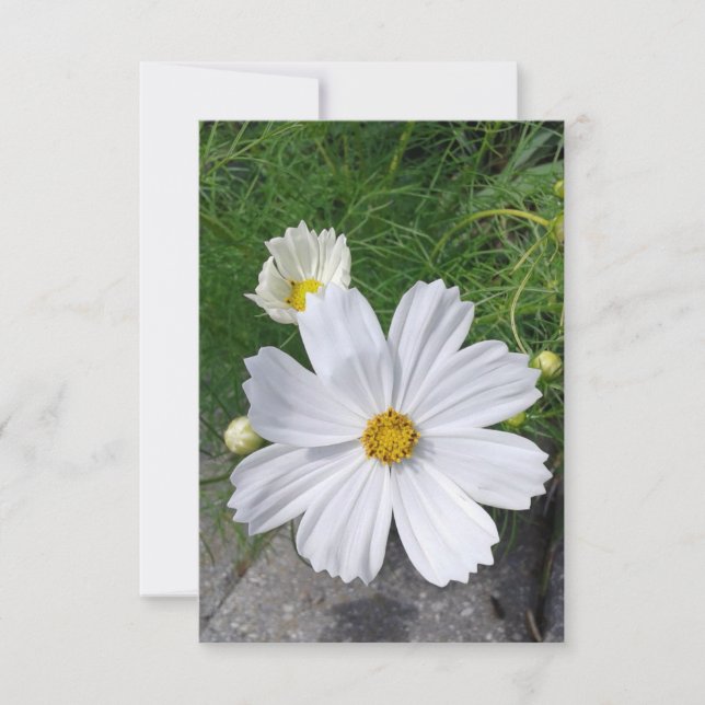 White Cosmos Flowers Blank Greeting Card (Front)