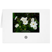 White Cosmos Flowers Cards (Back Horizontal)