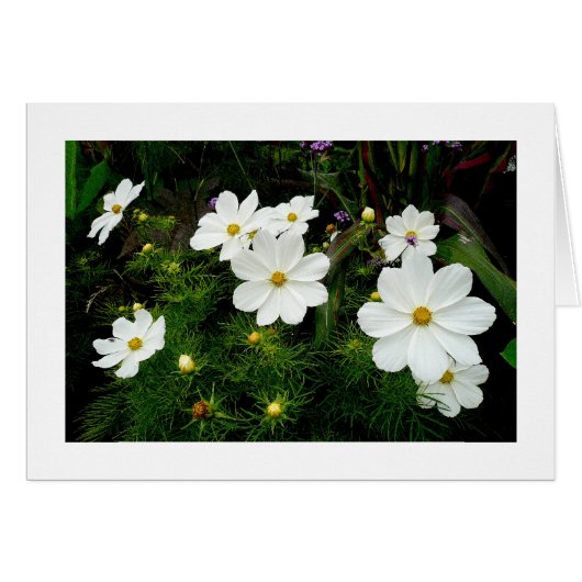 White Cosmos Flowers Cards (Front Horizontal)