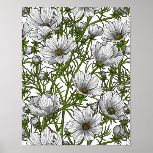 White cosmos flowers poster