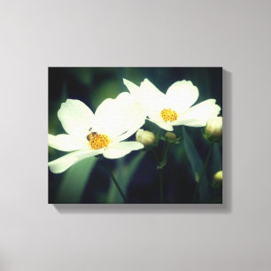 White Cosmos Flowers With Bee Canvas Print