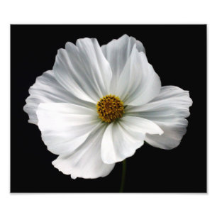 White Cosmos Photo Print