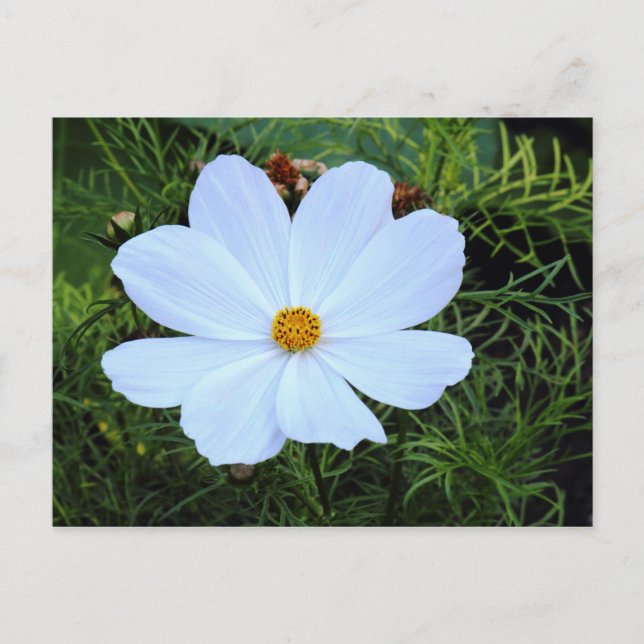 White Cosmos Postcard (Front)