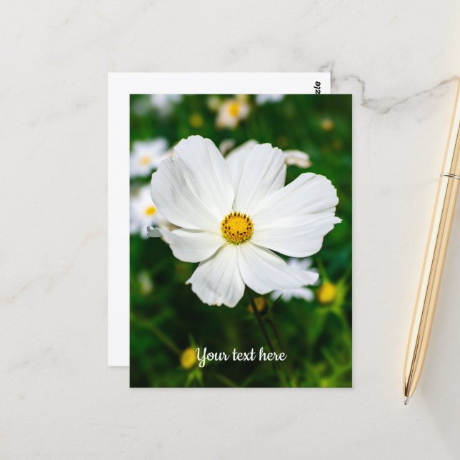 White Cosmos Postcard (Front/Back In Situ)