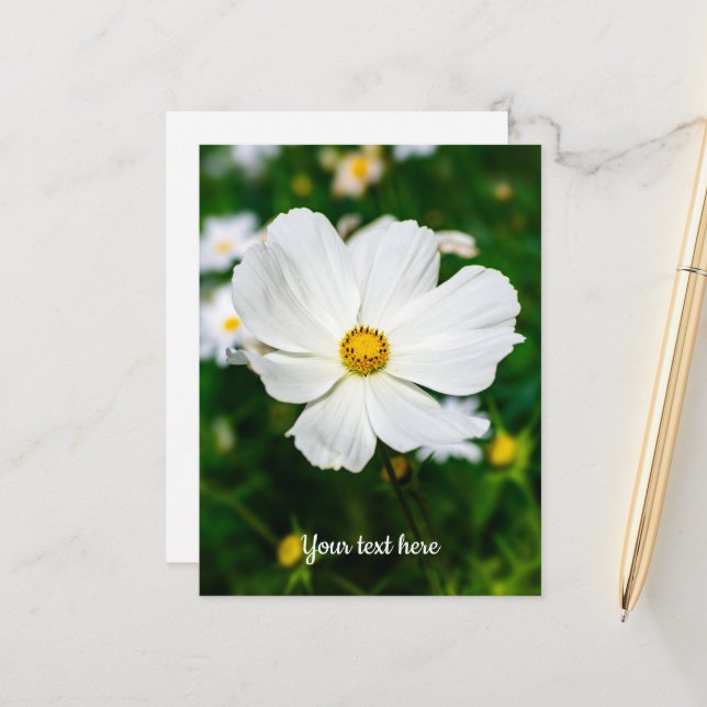White Cosmos Postcard (Front/Back In Situ)