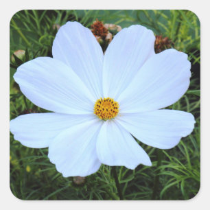 White Cosmos Square Sticker