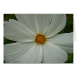 White Cosmos Summer Wildflower Floral