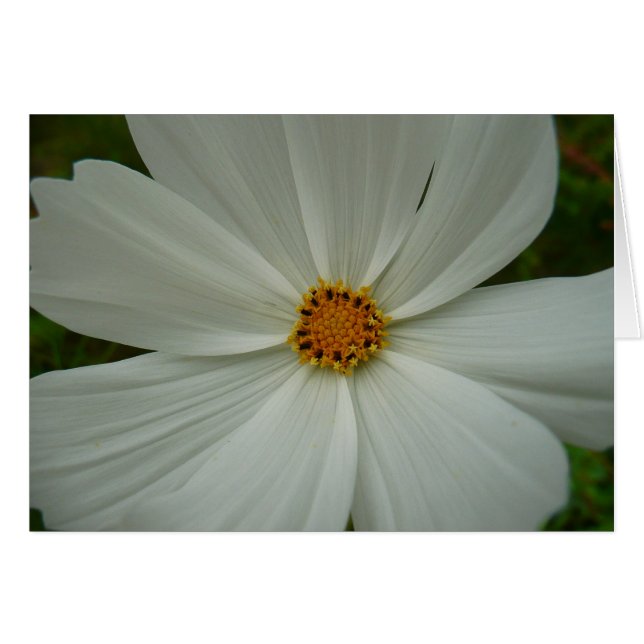 White Cosmos Summer Wildflower Floral Cards (Front Horizontal)