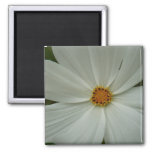 White Cosmos Summer Wildflower Floral Magnet