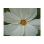 White Cosmos Summer Wildflower Floral Postcard