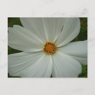 White Cosmos Summer Wildflower Floral Postcard