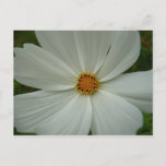 White Cosmos Summer Wildflower Floral Postcard