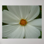 White Cosmos Summer Wildflower Floral Poster